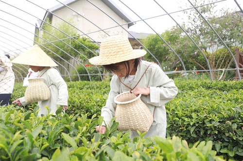 青岛  “亲子采茶研学”自然课堂